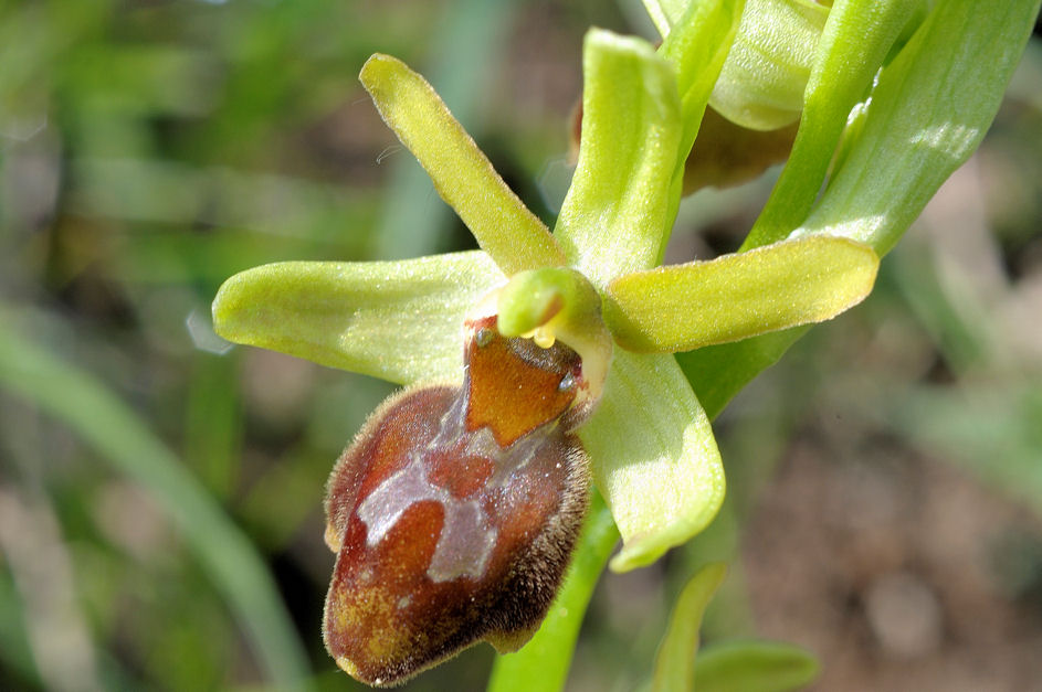 Ophrys dalle Langhe